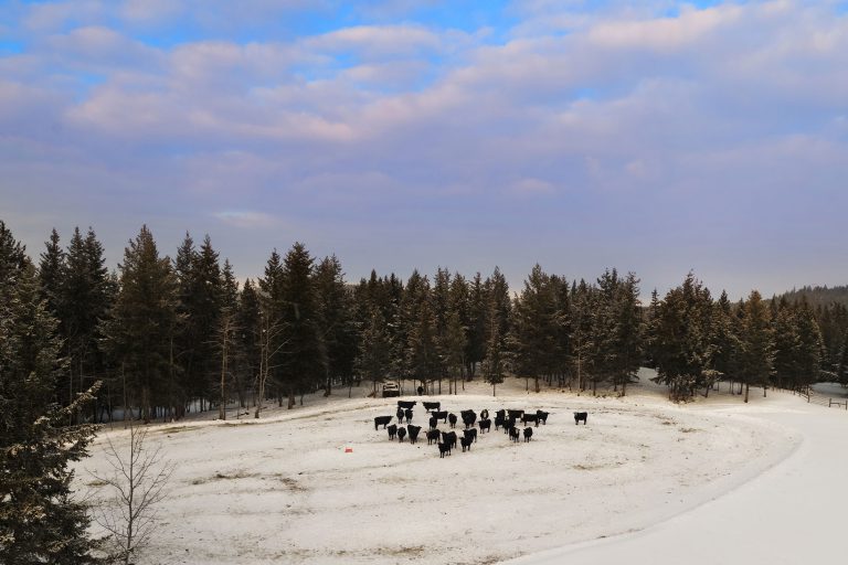 Cattle Grazing