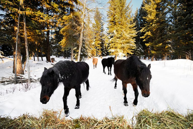 Horses Grazing