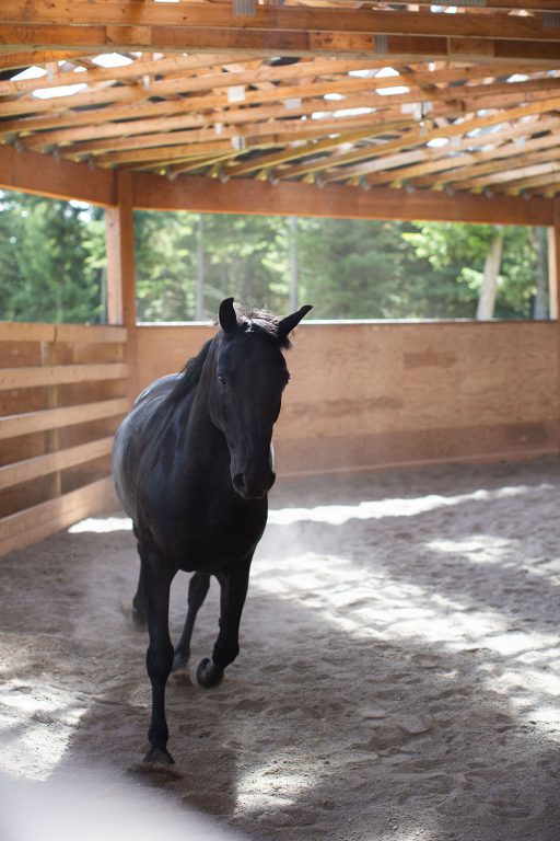 Horse in Round Pen